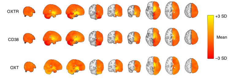 Identifying central targets for intranasal oxytocin administration and the optimal dose