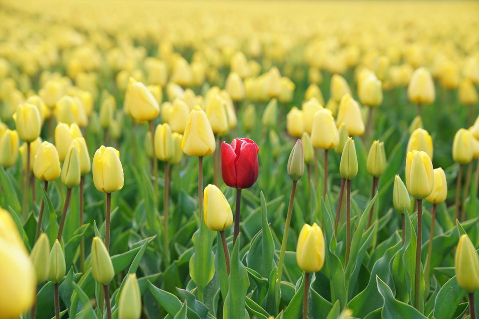 How to identify and deal with outliers in meta-analysis